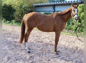 Altre razze, Castrone, 7 Anni, 166 cm, Sauro
