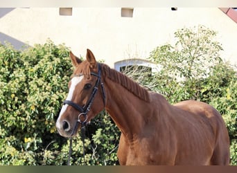 Altre razze, Castrone, 7 Anni, 166 cm, Sauro