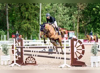 Altre razze, Castrone, 7 Anni, 175 cm, Baio