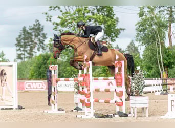 Altre razze, Castrone, 7 Anni, 175 cm, Baio