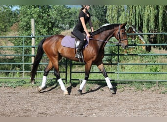 Altre razze, Castrone, 7 Anni, Baio ciliegia