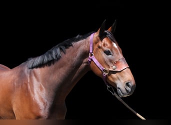 Altre razze, Castrone, 7 Anni, Baio ciliegia