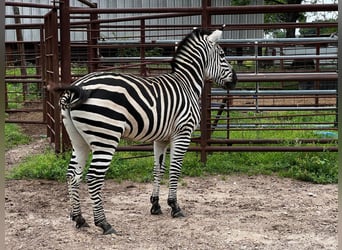 Altre razze, Castrone, 8 Anni, 122 cm, Morello