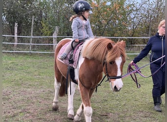 Altre razze Mix, Castrone, 8 Anni, 125 cm, Pezzato