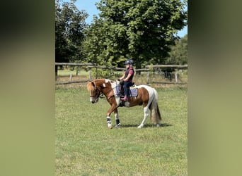 Altre razze Mix, Castrone, 8 Anni, 125 cm, Pezzato
