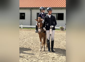Altre razze Mix, Castrone, 8 Anni, 125 cm, Pezzato