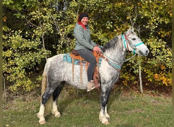 Altre razze, Castrone, 8 Anni, 142 cm, Grigio pezzato