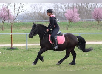 Altre razze, Castrone, 8 Anni, 142 cm, Morello