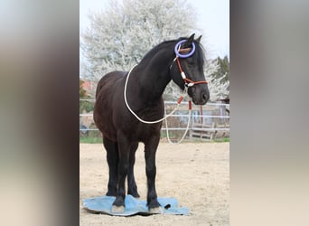 Altre razze, Castrone, 8 Anni, 142 cm, Morello