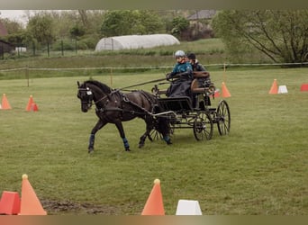 Altre razze, Castrone, 8 Anni, 142 cm, Morello