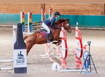 Altre razze, Castrone, 8 Anni, 142 cm, Sauro scuro