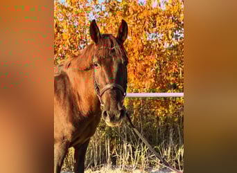 Altre razze, Castrone, 8 Anni, 142 cm, Sauro scuro