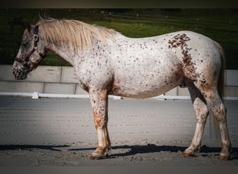 Altre razze, Castrone, 8 Anni, 147 cm, Leopard