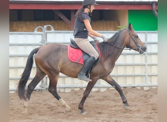 Altre razze, Castrone, 8 Anni, 148 cm, Baio scuro