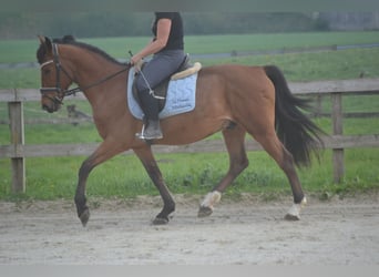 Altre razze, Castrone, 8 Anni, 150 cm, Baio