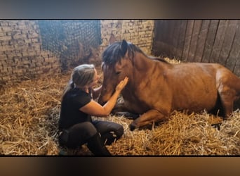 Altre razze, Castrone, 8 Anni, 150 cm, Baio