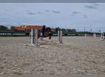Altre razze, Castrone, 8 Anni, 150 cm, Baio