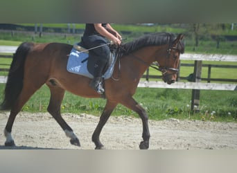 Altre razze, Castrone, 8 Anni, 150 cm, Baio
