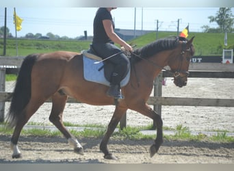 Altre razze, Castrone, 8 Anni, 150 cm, Baio