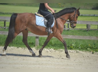 Altre razze, Castrone, 8 Anni, 150 cm, Baio
