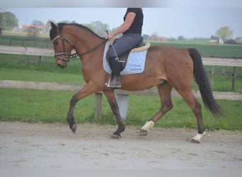 Altre razze, Castrone, 8 Anni, 150 cm, Baio