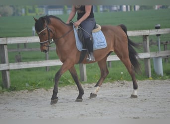 Altre razze, Castrone, 8 Anni, 150 cm, Baio