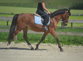 Altre razze, Castrone, 8 Anni, 150 cm, Baio