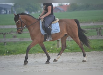 Altre razze, Castrone, 8 Anni, 150 cm, Baio