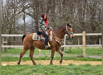 Altre razze, Castrone, 8 Anni, 157 cm, Baio