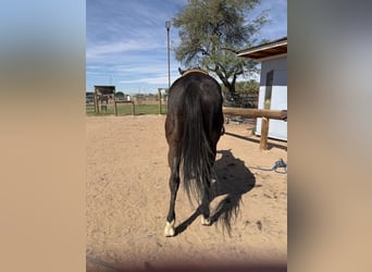 Altre razze Mix, Castrone, 8 Anni, 157 cm, Baio scuro