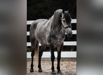 Altre razze, Castrone, 8 Anni, 157 cm, Grigio ferro