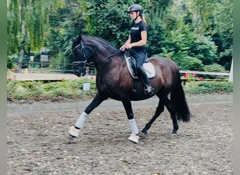 Altre razze, Castrone, 8 Anni, 167 cm, Morello