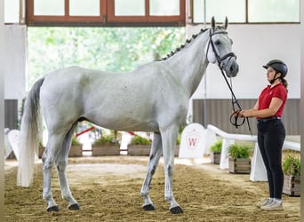 Altre razze, Castrone, 8 Anni, 171 cm, Grigio