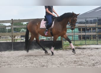 Altre razze, Castrone, 8 Anni, 172 cm