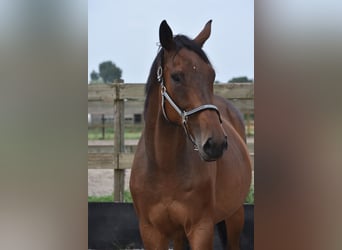 Altre razze, Castrone, 8 Anni, 172 cm