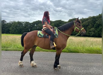 Altre razze, Castrone, 8 Anni, 177 cm, Baio