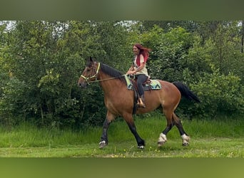 Altre razze, Castrone, 8 Anni, 177 cm, Baio