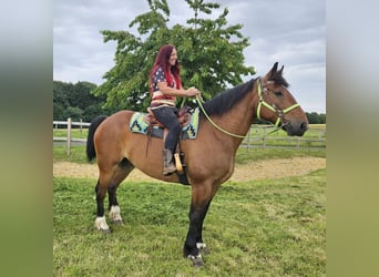 Altre razze, Castrone, 8 Anni, 177 cm, Baio