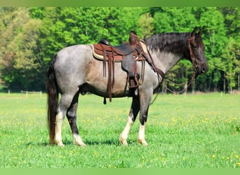 Altre razze, Castrone, 8 Anni, Roano blu