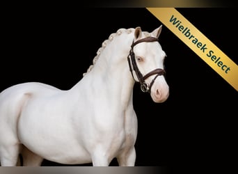 Altre razze, Castrone, 9 Anni, 122 cm
