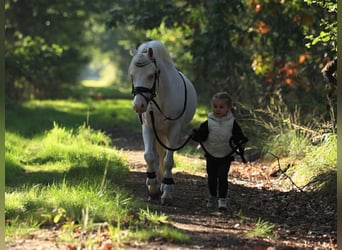 Altre razze, Castrone, 9 Anni, 122 cm