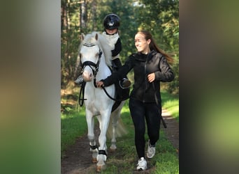 Altre razze, Castrone, 9 Anni, 122 cm