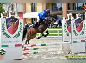 Altre razze Mix, Castrone, 9 Anni, 136 cm, Baio scuro