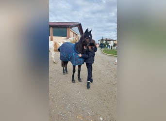 Altre razze Mix, Castrone, 9 Anni, 136 cm, Baio scuro