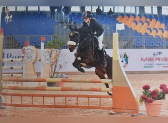 Altre razze Mix, Castrone, 9 Anni, 136 cm, Baio scuro