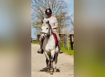 Altre razze, Castrone, 9 Anni, 140 cm, Grigio