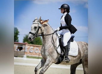 Altre razze, Castrone, 9 Anni, 146 cm, Grigio