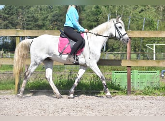 Altre razze, Castrone, 9 Anni, 151 cm, Grigio