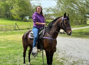 Altre razze, Castrone, 9 Anni, 152 cm, Baio ciliegia