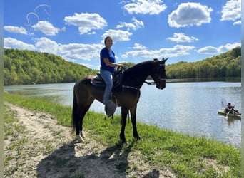 Altre razze, Castrone, 9 Anni, 152 cm, Baio ciliegia